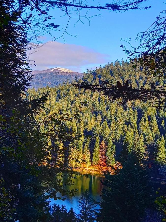Chalet Typique Vosgien "Les Barbotines" ว็องทรง ภายนอก รูปภาพ