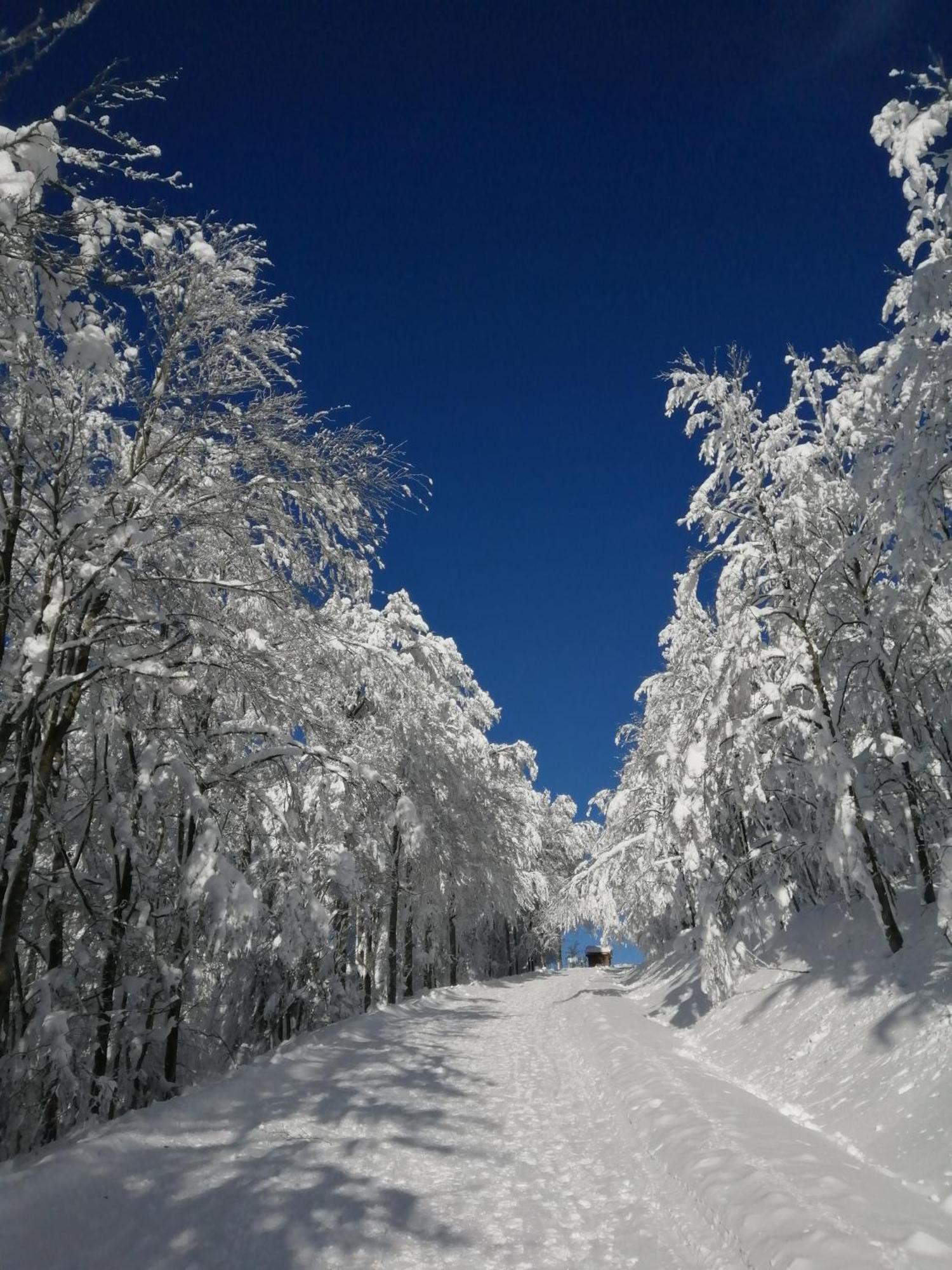 Chalet Typique Vosgien "Les Barbotines" ว็องทรง ภายนอก รูปภาพ